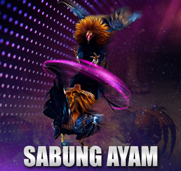 Sabung Ayam